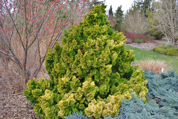 Nana Lutea Dwarf Hinoki Cypres